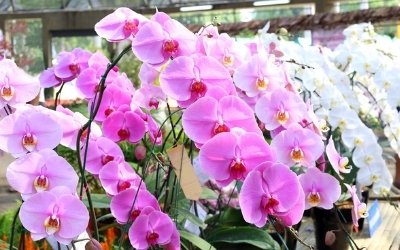 עציצי סחלבים > לחץ להזמנה