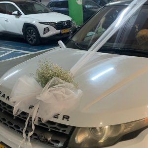 קישוט גיבסנית ואורגנזה